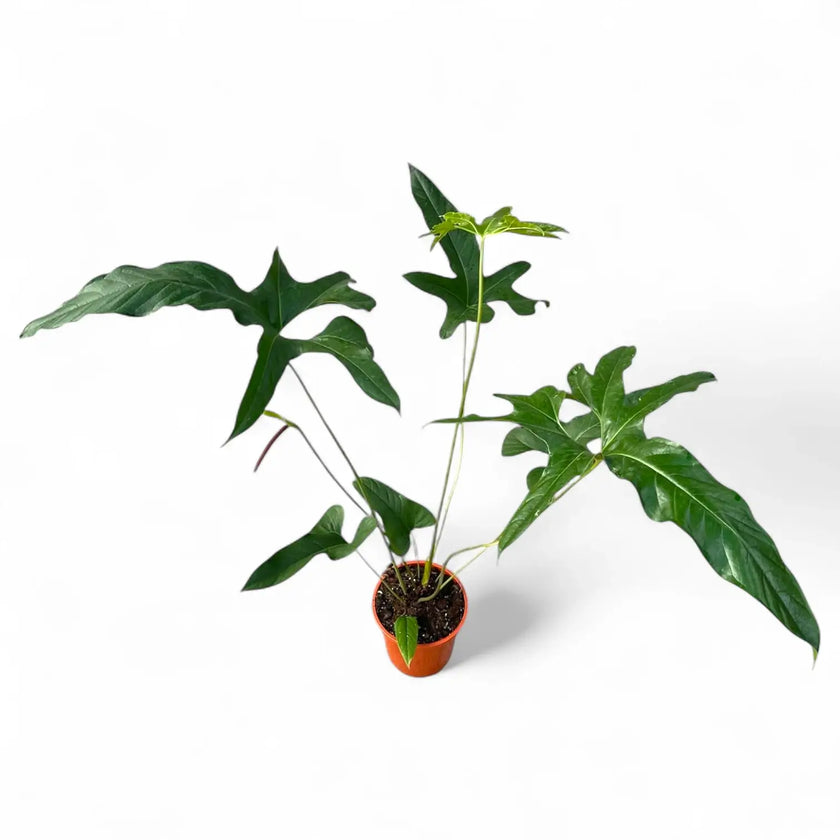 Anthurium pedatum potted houseplant in nursery pot on white background, product photo 2.