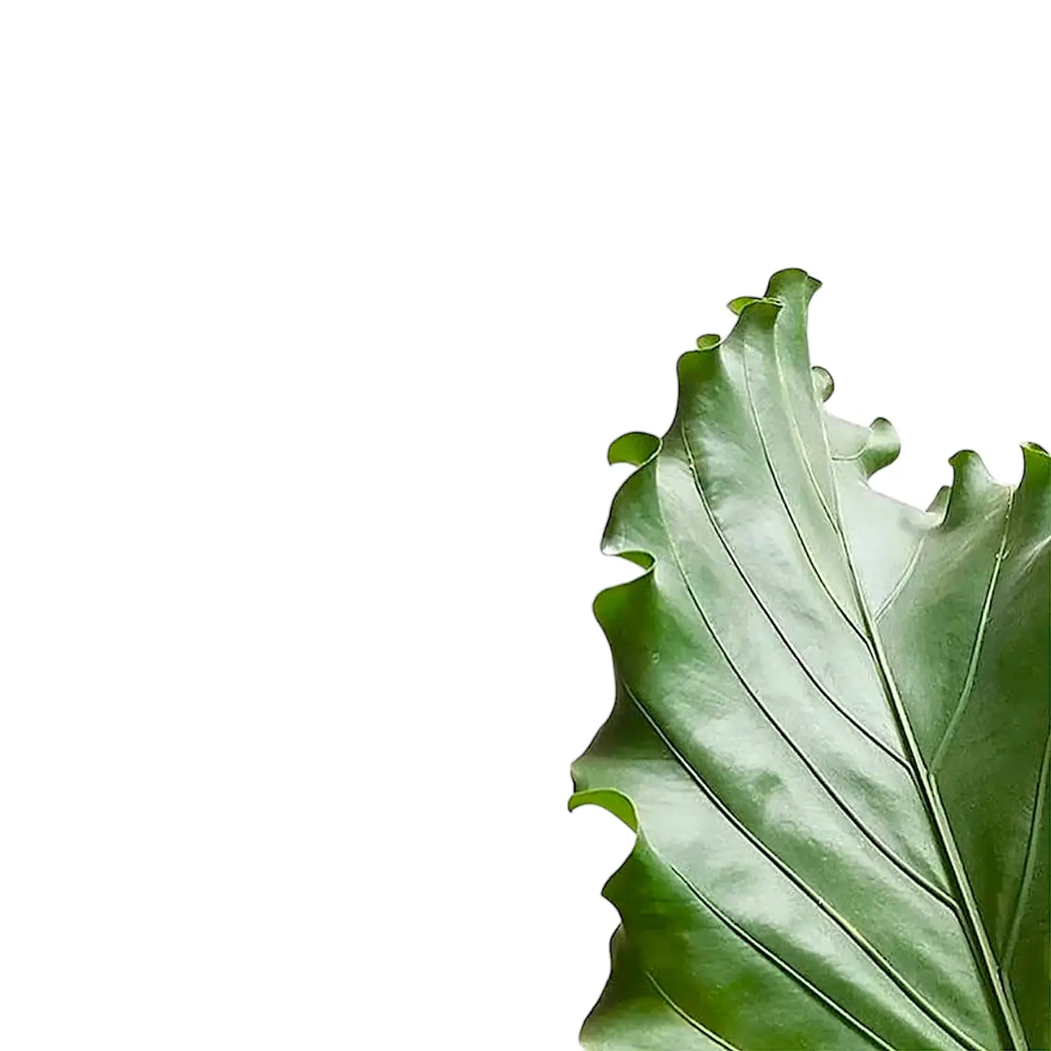 Anthurium plowmanii – Blattdetail vor weißem Hintergrund..