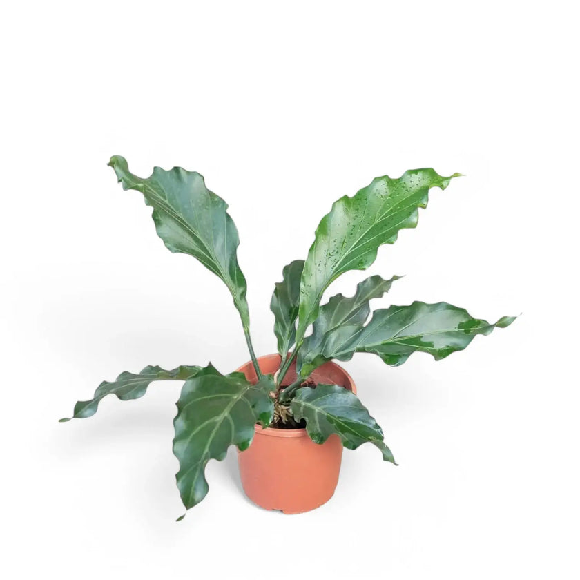 Anthurium plowmanii potted houseplant in nursery pot on white background, product photo 2.