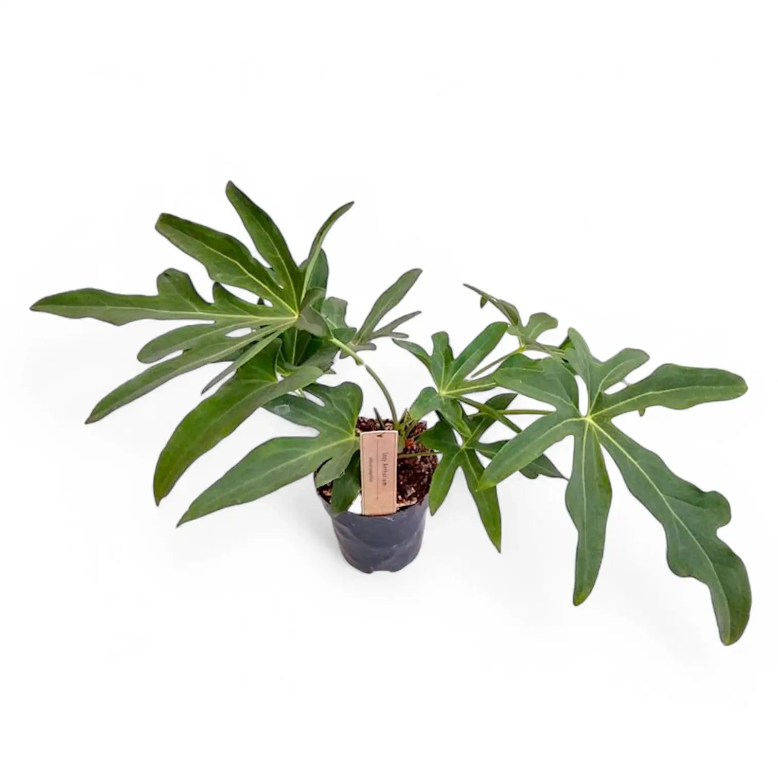 Anthurium podophyllum potted houseplant in nursery pot on white background, product photo 5.