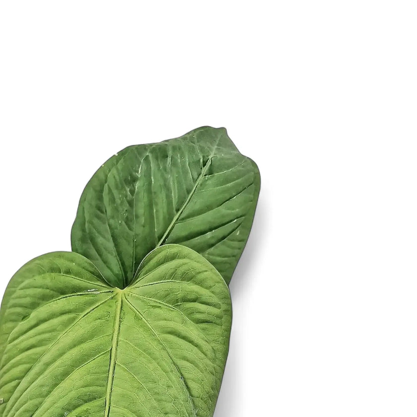 Anthurium pulcachense leaf close-up on white background.