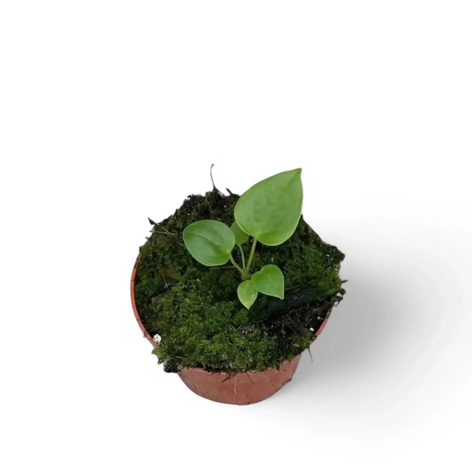 Anthurium recavum Zimmerpflanze im Anzuchttopf vor weißem Hintergrund, Produktfoto 5.