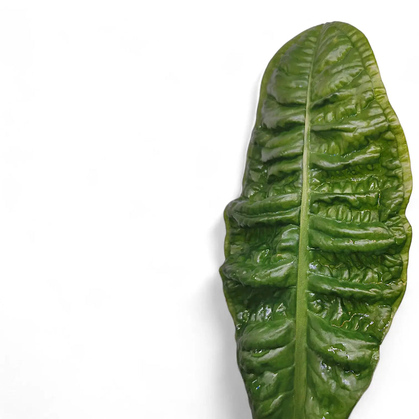 Anthurium reflexinervium leaf close-up on white background.