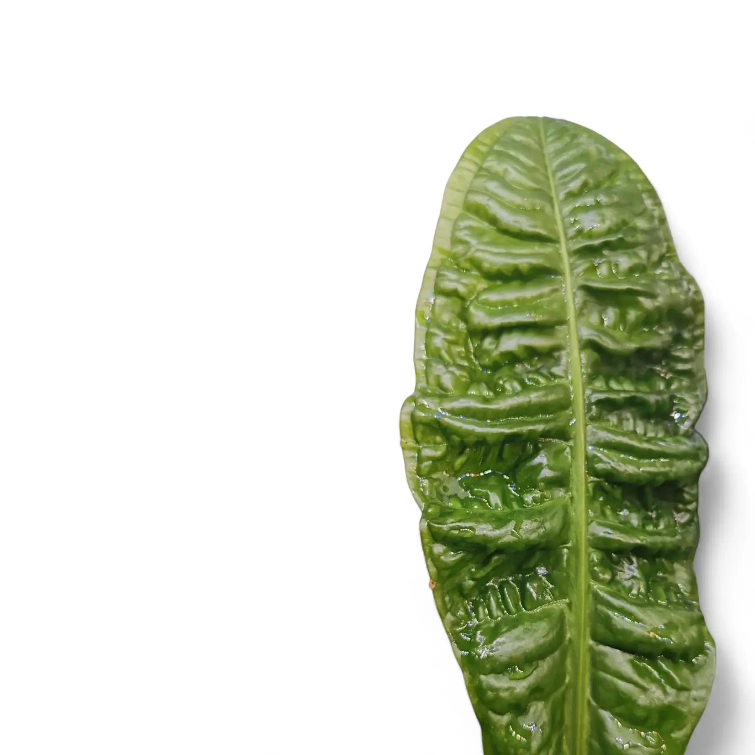 Anthurium reflexinervium Zimmerpflanze im Anzuchttopf vor weiĂźem Hintergrund, Produktfoto 2.