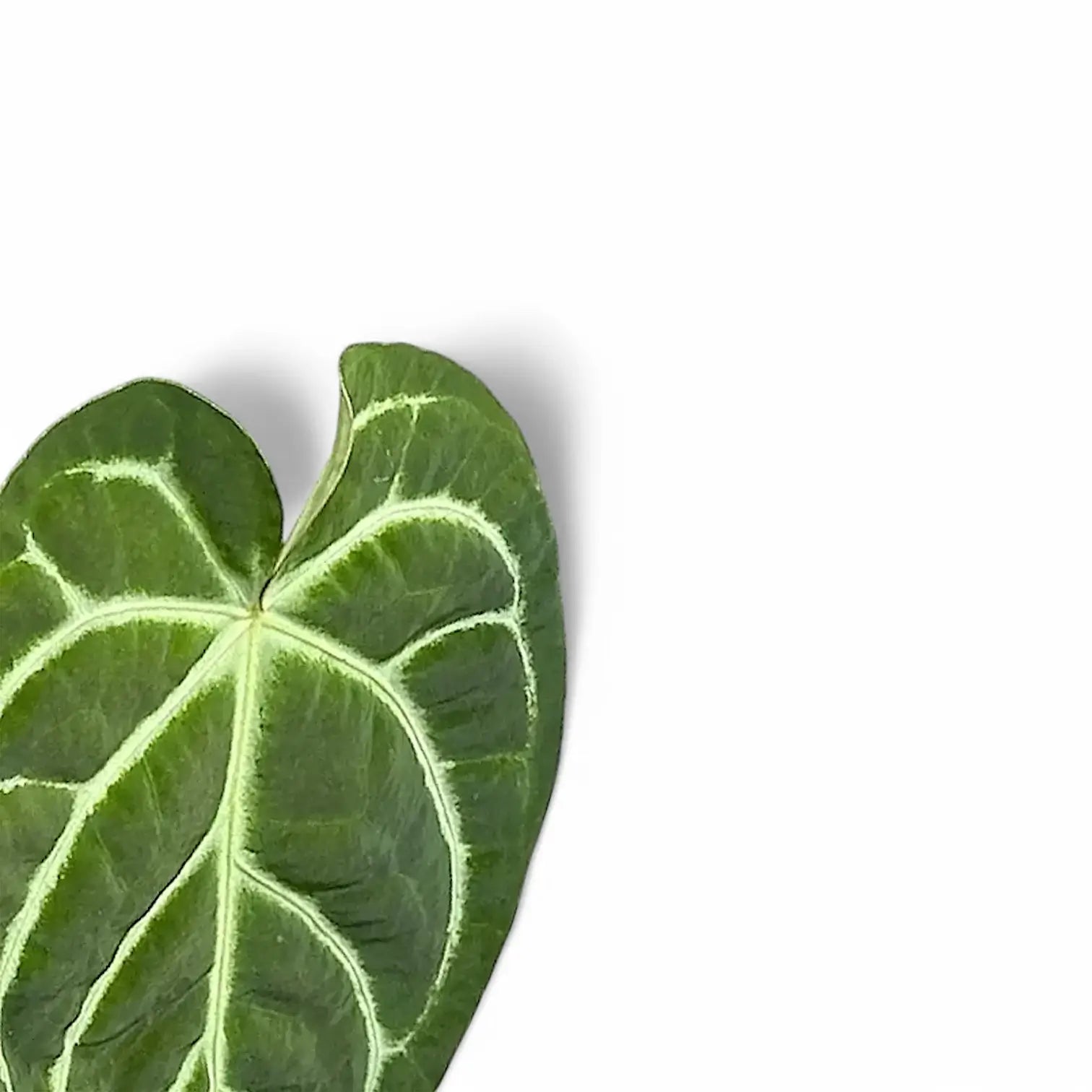 Anthurium regale x magnificum leaf close-up on white background.