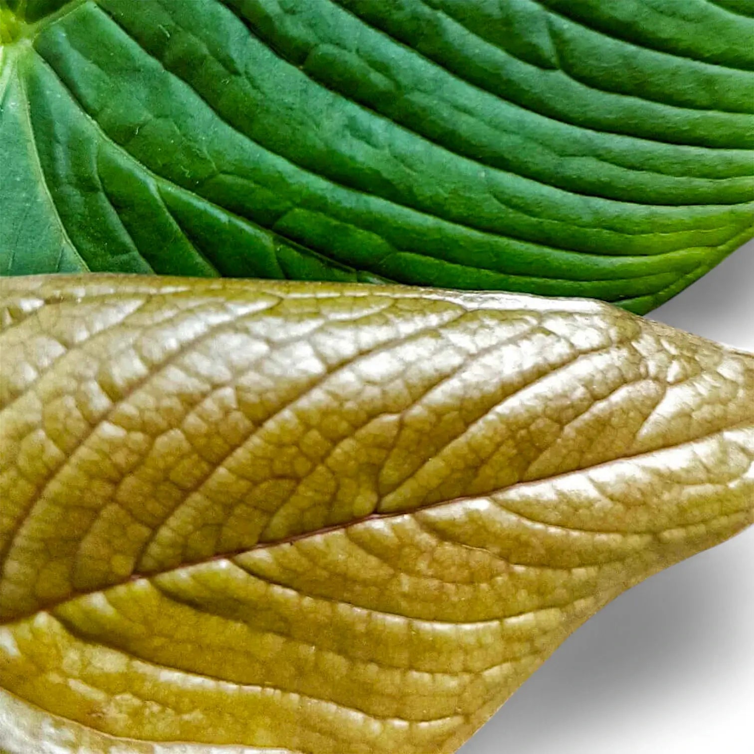 Anthurium rugulosum – Blattdetail vor weißem Hintergrund..