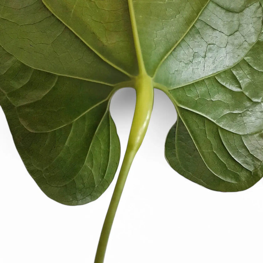 Anthurium salgarense – Blattdetail vor weißem Hintergrund..