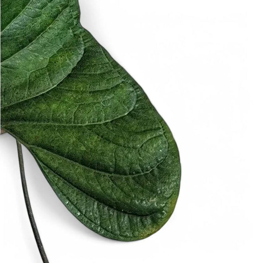 Anthurium toasae â Blattdetail vor weiĂem Hintergrund..