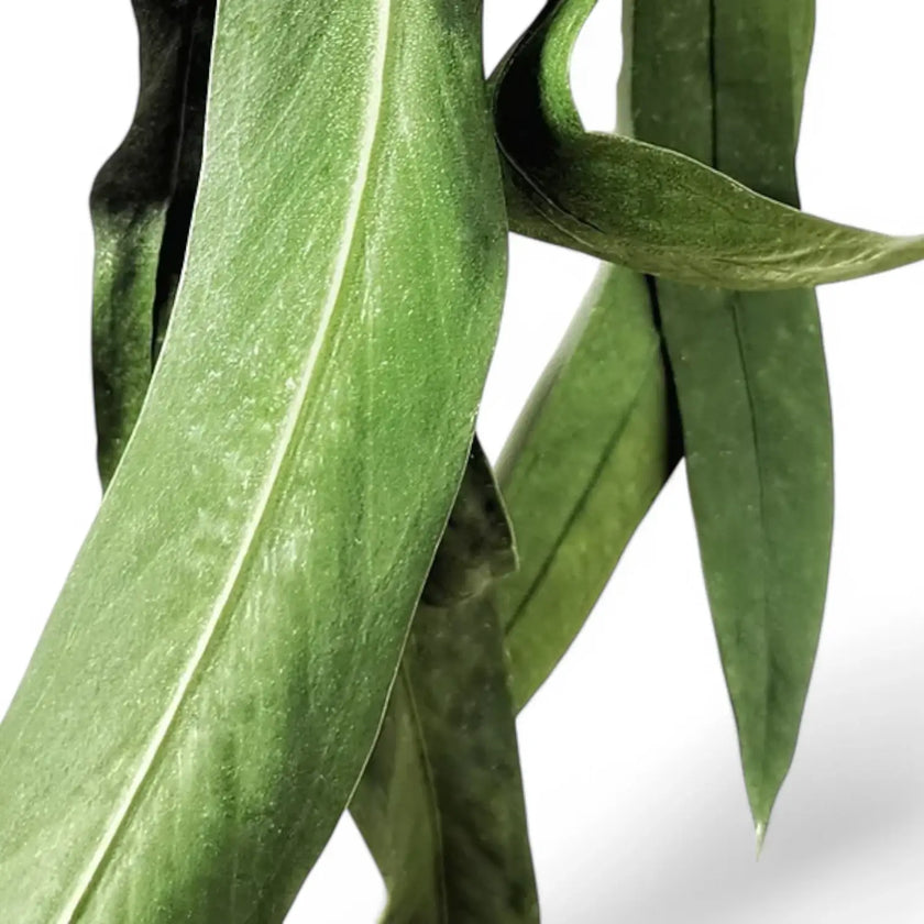 Anthurium vittarifolium leaf close-up on white background.