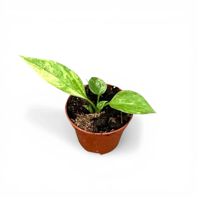 Anthurium vittarifolium variegata