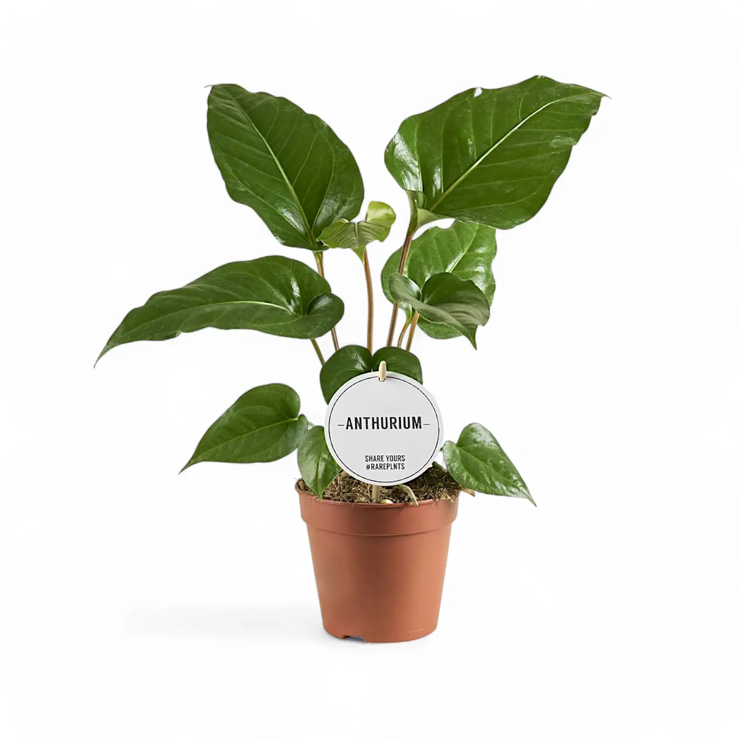 Anthurium watermaliense ('The black Anthurium', 'Black prince') potted houseplant in nursery pot on white background, product photo 2.