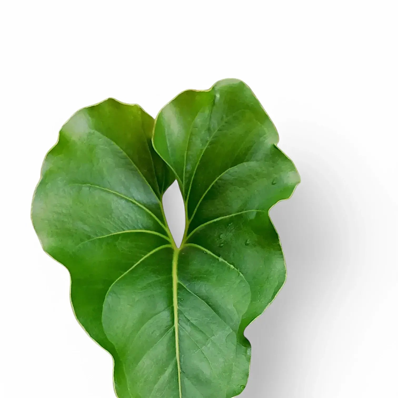 Anthurium ×ferrierense 'Crisped' leaf close-up on white background.