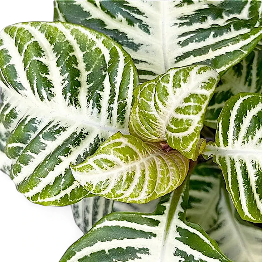 Aphelundra squarrosa 'Curly White' – Blattdetail vor weißem Hintergrund..