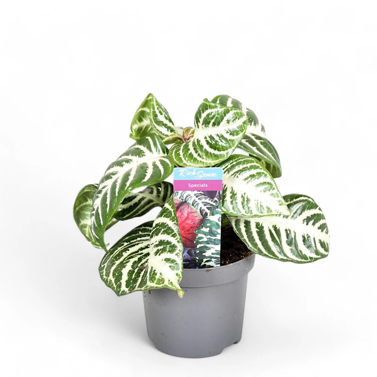 Aphelundra squarrosa 'Curly White' Zimmerpflanze im Anzuchttopf vor weißem Hintergrund, Produktfoto 2.