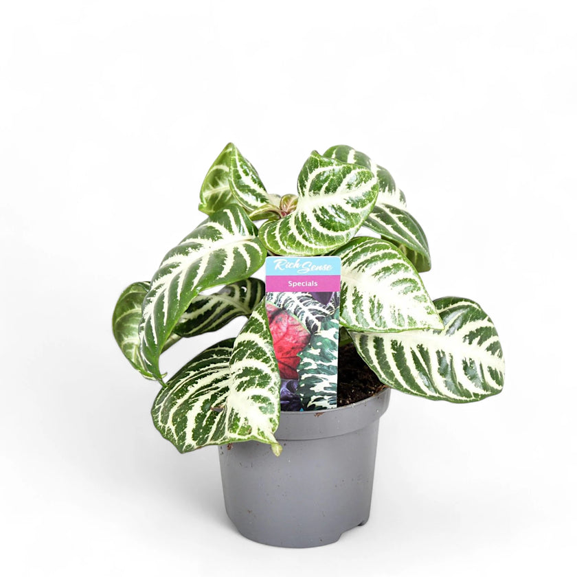 Aphelundra squarrosa 'Curly White' Zimmerpflanze im Anzuchttopf vor weißem Hintergrund, Produktfoto 2.