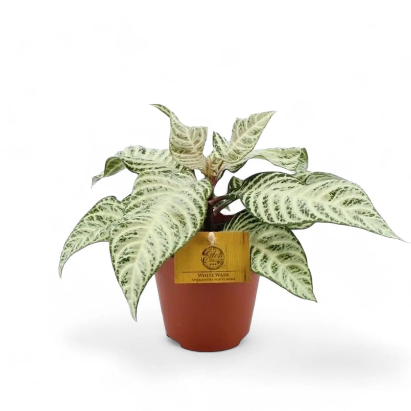 Aphelundra squarrosa 'White Wash' Zimmerpflanze im Anzuchttopf vor weißem Hintergrund, Produktfoto 2.