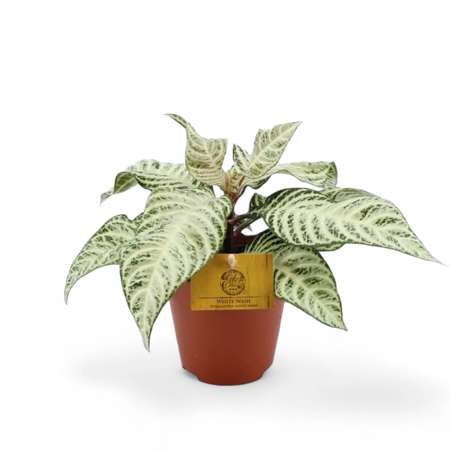 Aphelundra squarrosa 'White Wash' Zimmerpflanze im Anzuchttopf vor weißem Hintergrund, Produktfoto 2.