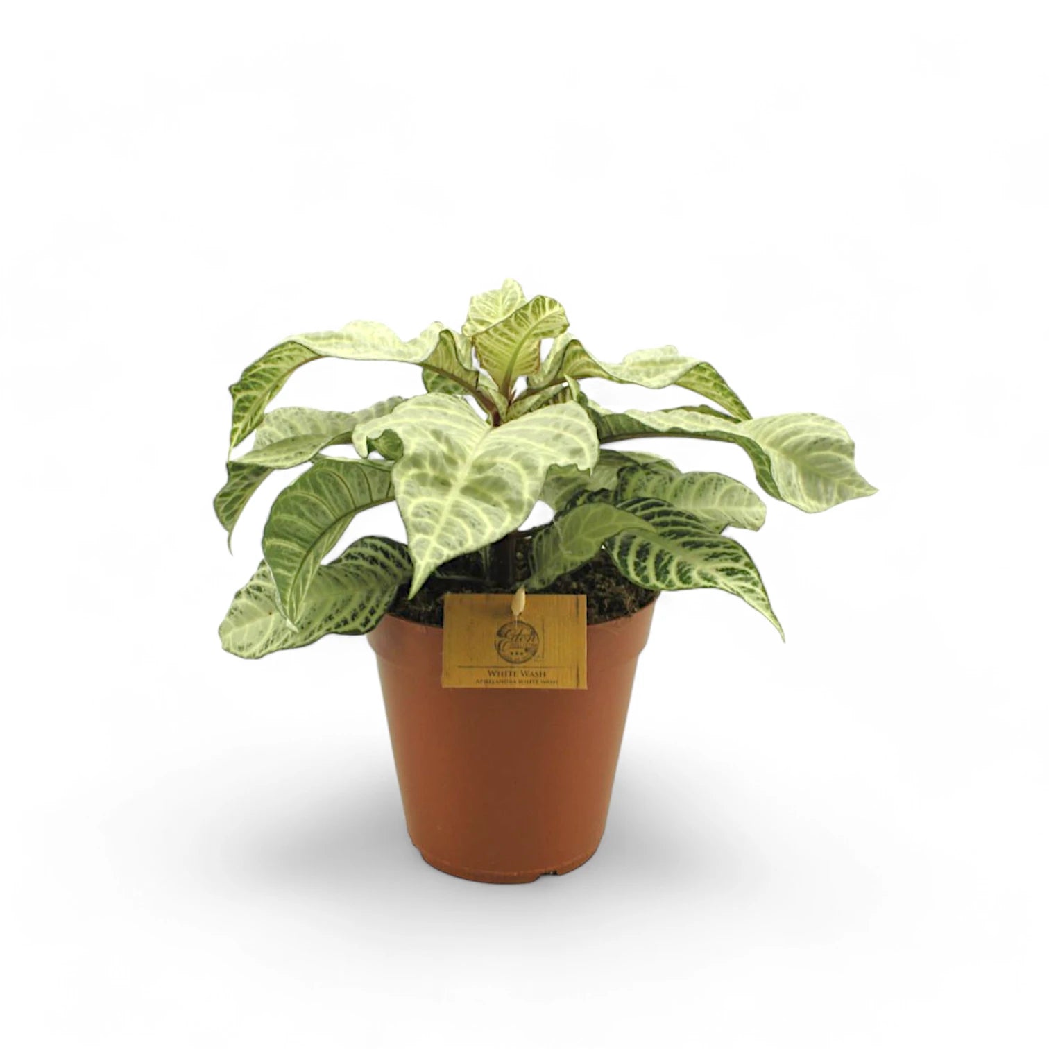 Aphelundra squarrosa 'White Wash' Zimmerpflanze im Anzuchttopf vor weißem Hintergrund, Produktfoto 3.