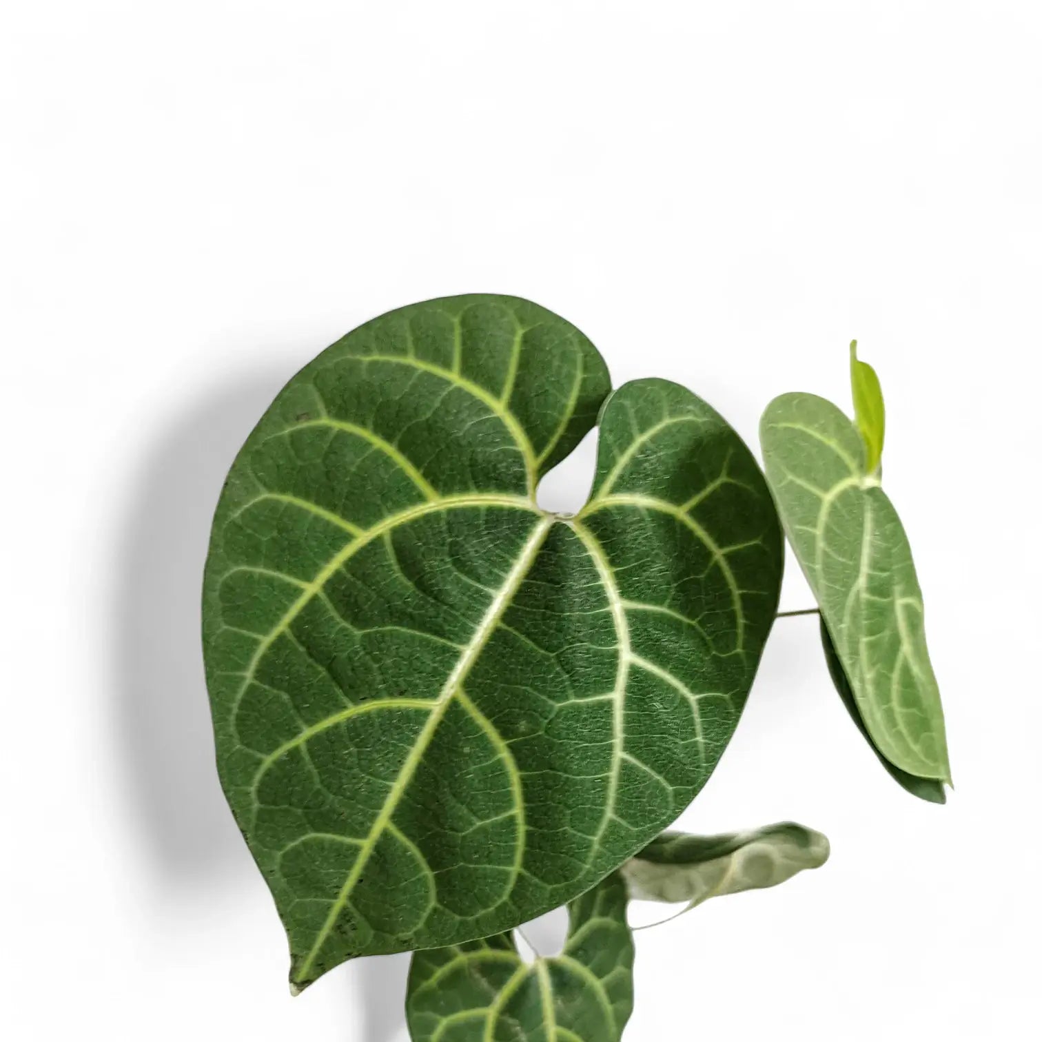 Aristolochia leuconeura – Blattdetail vor weißem Hintergrund..