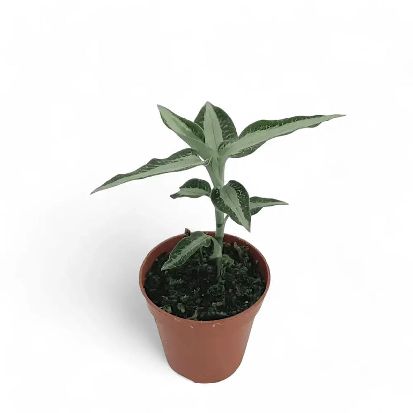 Aspidogyne argentea potted houseplant in nursery pot on white background, product photo 2.