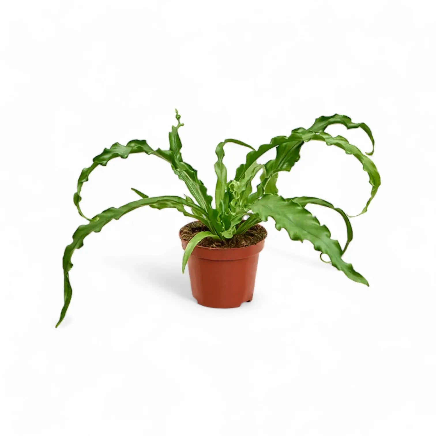 Asplenium antiquum 'Osaka' Zimmerpflanze im Anzuchttopf vor weißem Hintergrund, Produktfoto 3.