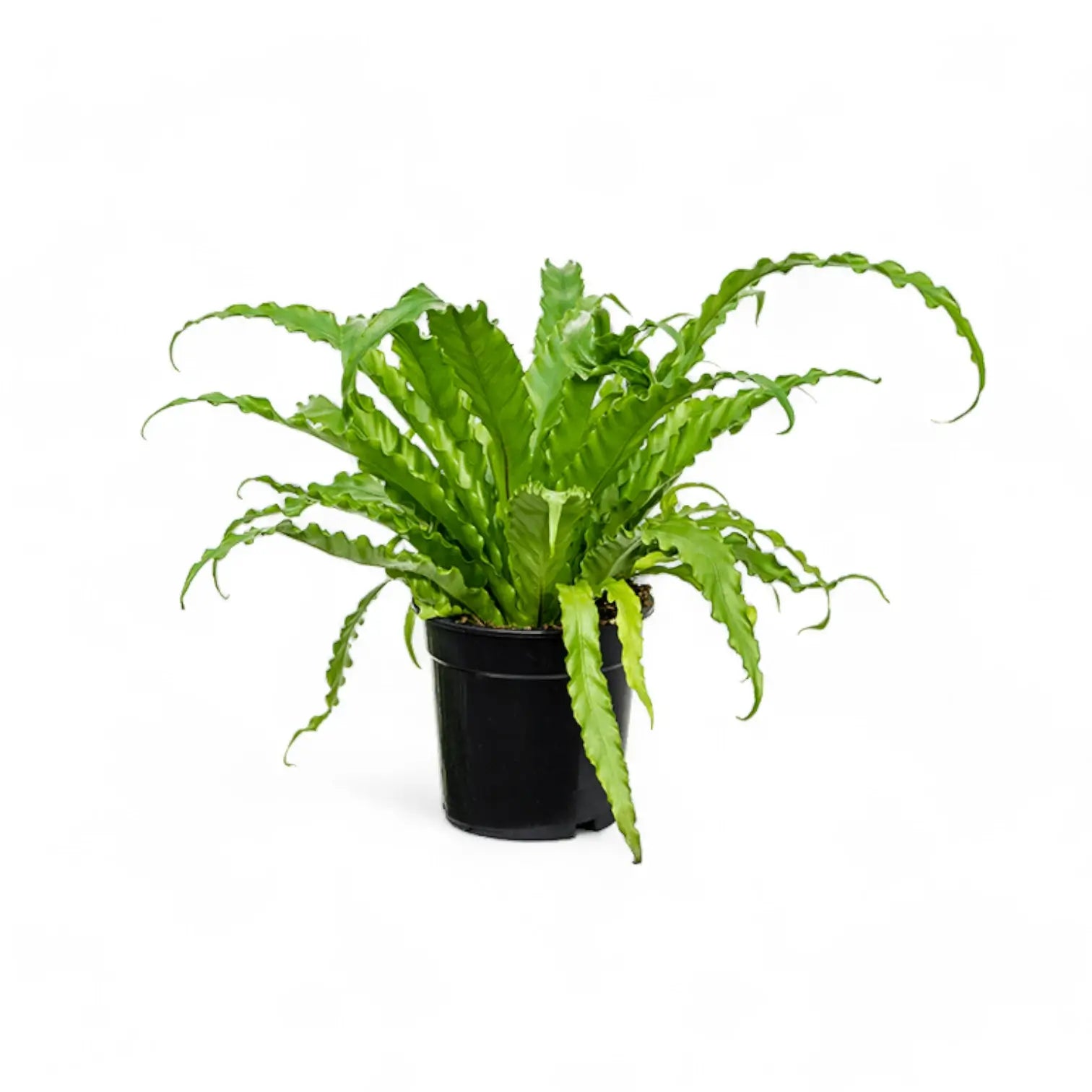 Asplenium antiquum 'Osaka' Zimmerpflanze im Anzuchttopf vor weißem Hintergrund, Produktfoto 5.