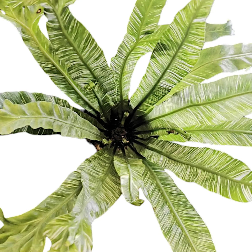 Asplenium nidus variegata potted houseplant in nursery pot on white background, product photo 2.