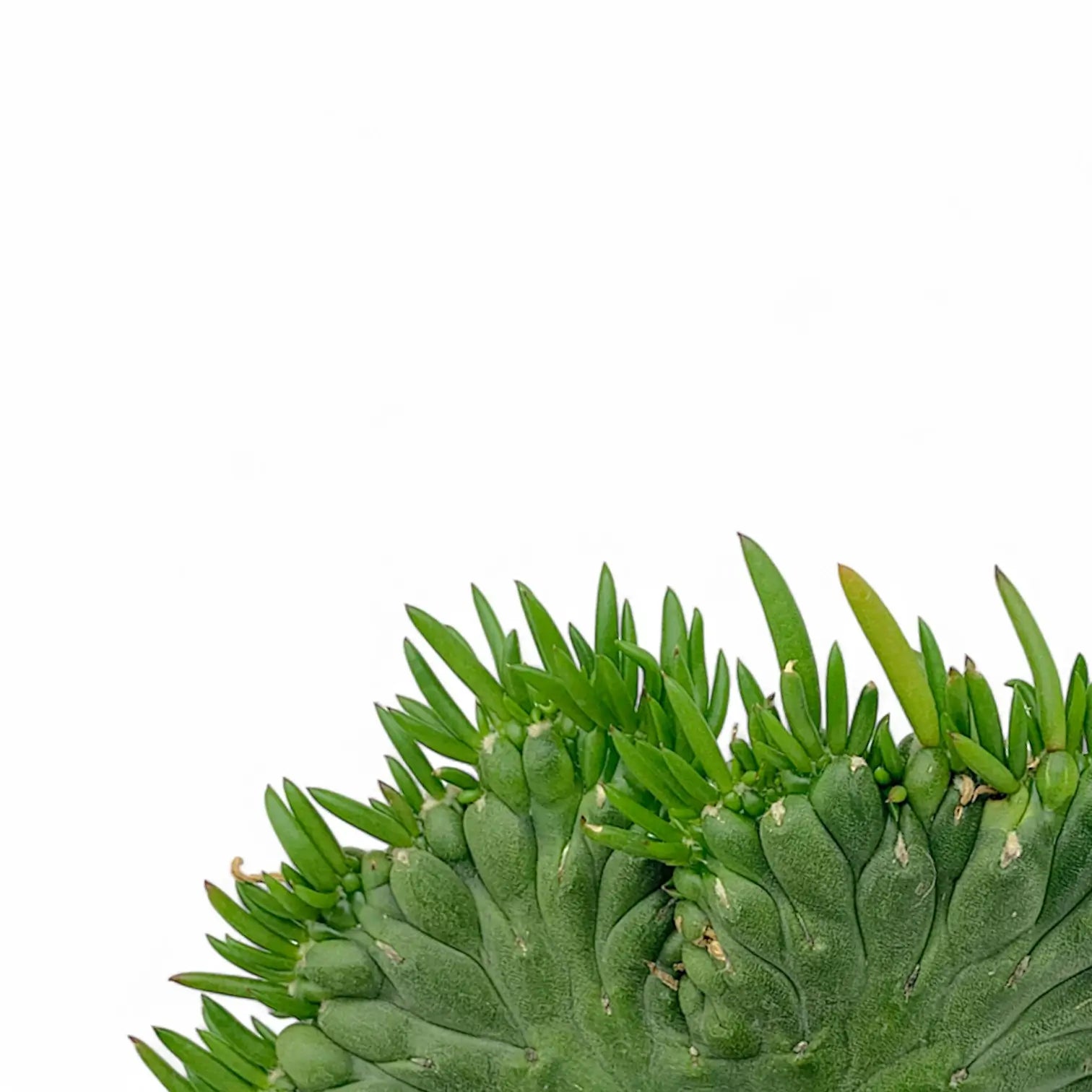 Austrocylindropuntia subulata f. cristata leaf close-up on white background.