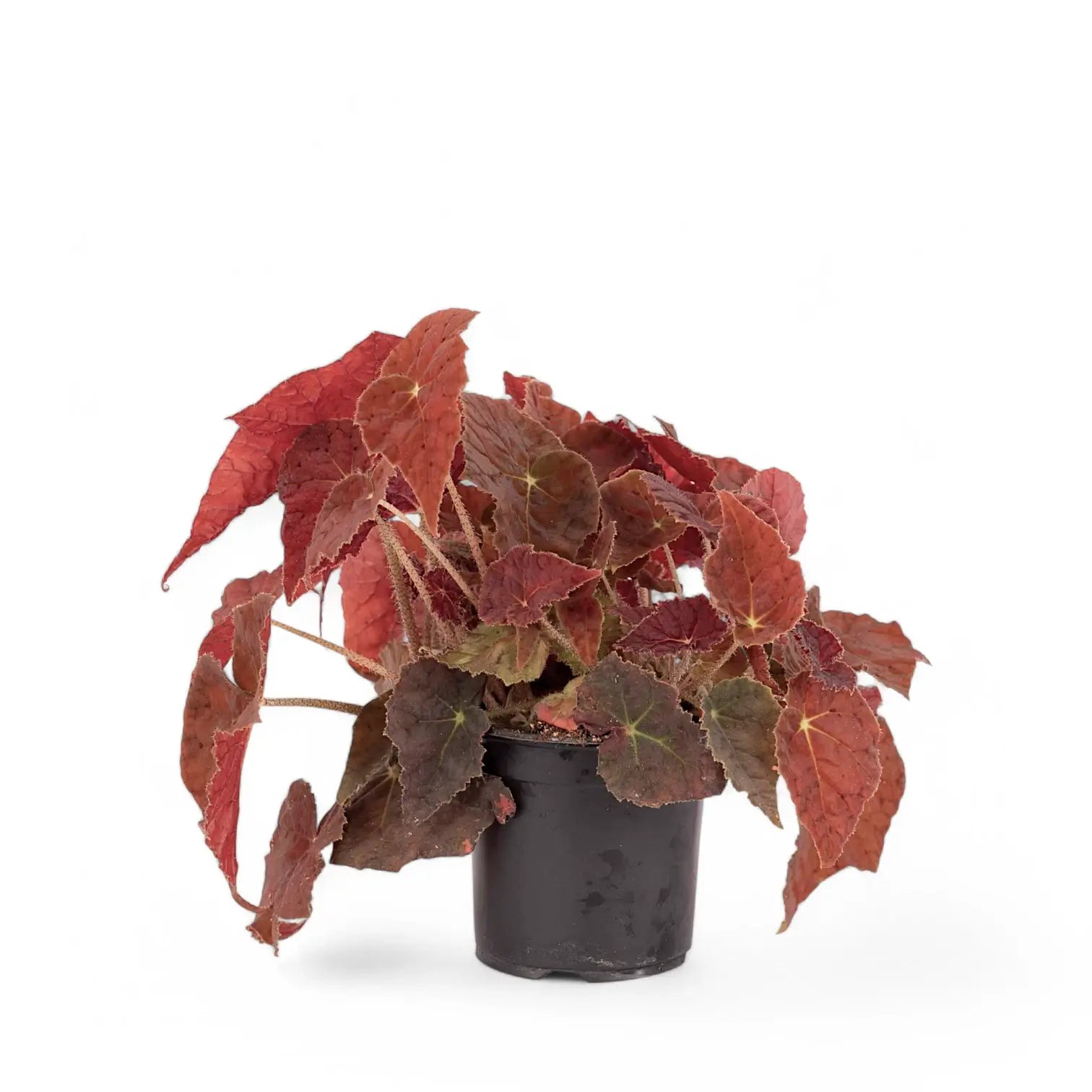 Begonia 'Autumn Ember' Zimmerpflanze im Anzuchttopf vor weißem Hintergrund, Produktfoto 3.