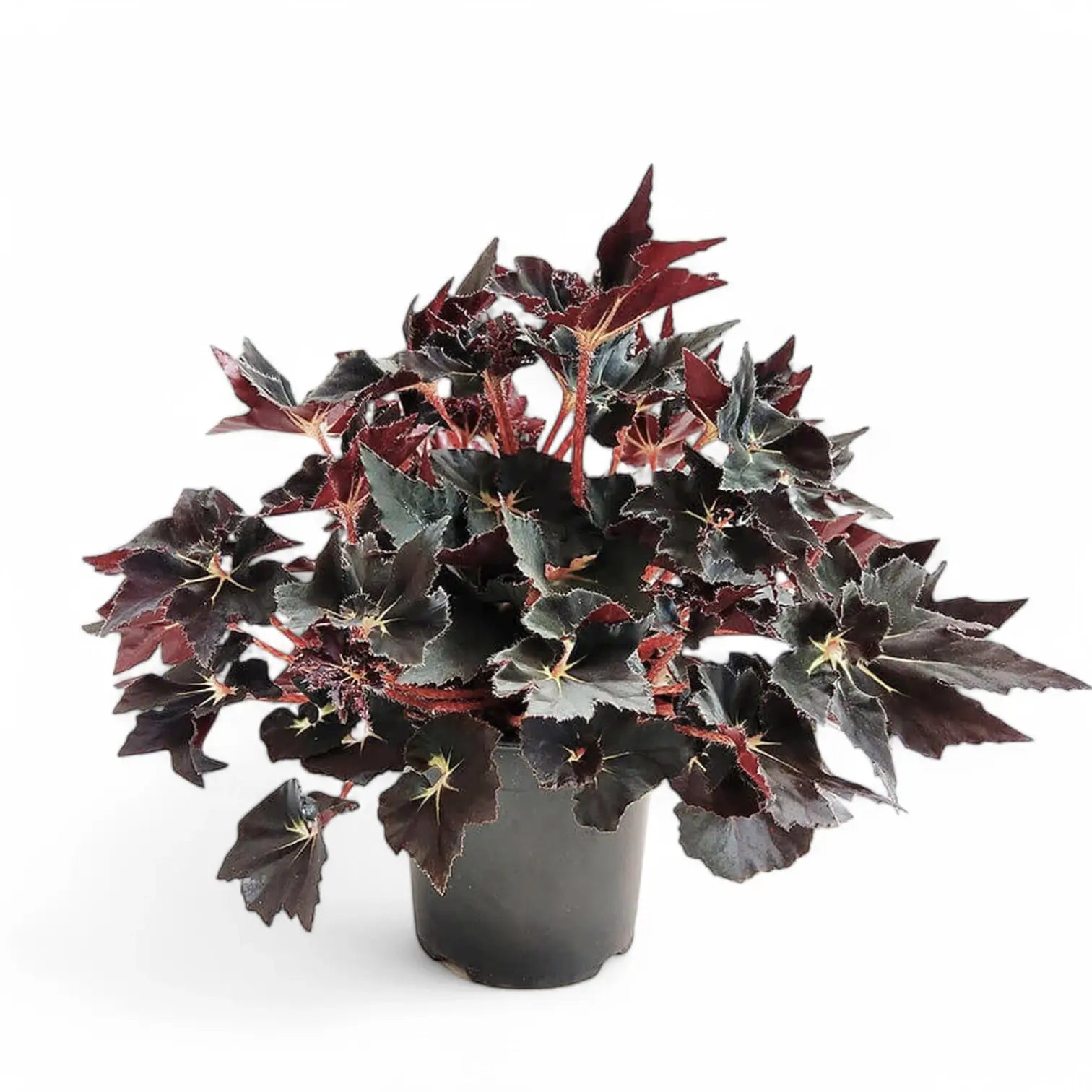 Begonia 'Black Fang' Zimmerpflanze im Anzuchttopf vor weiĂźem Hintergrund, Produktfoto 2.