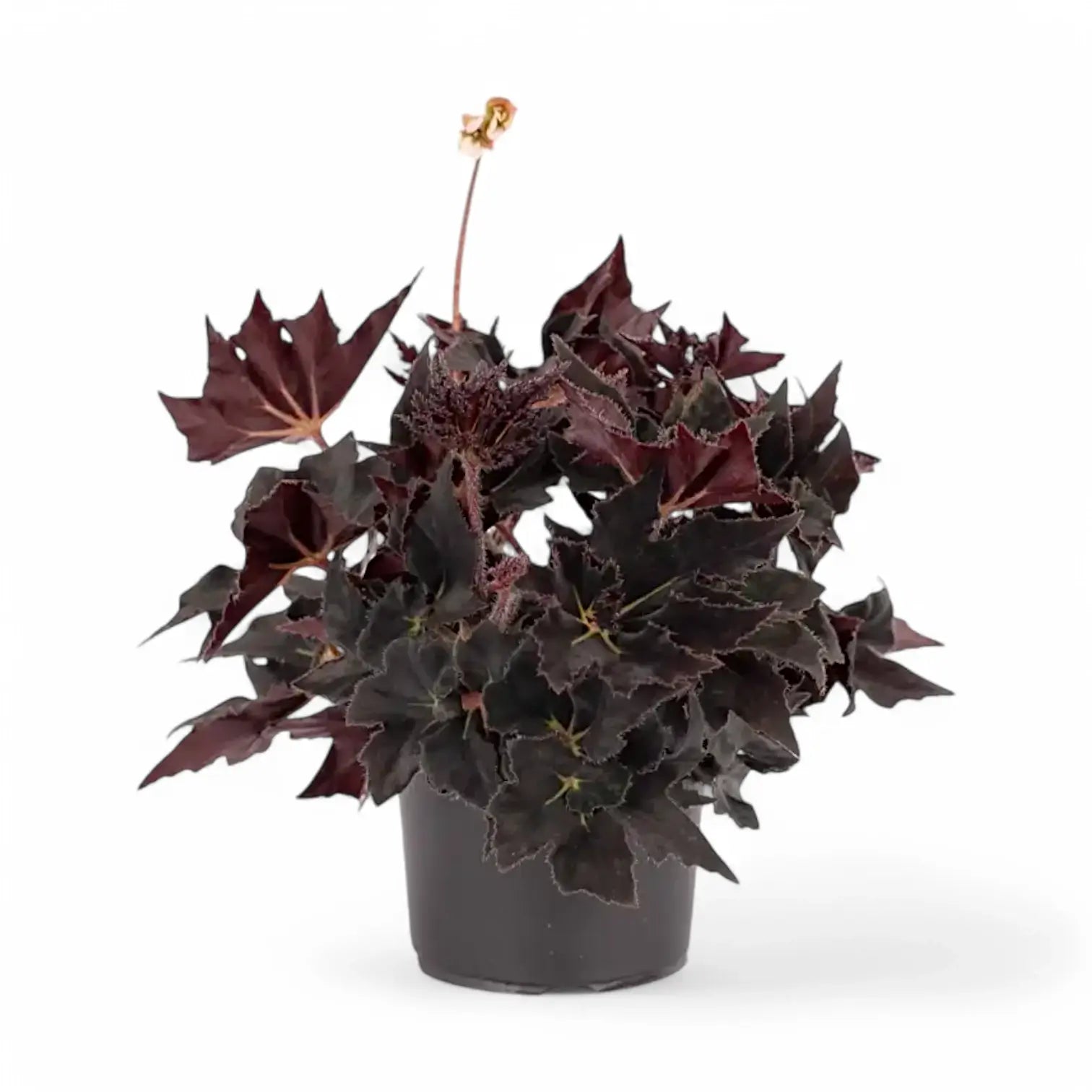 Begonia 'Black Fang' Zimmerpflanze im Anzuchttopf vor weiĂźem Hintergrund, Produktfoto 3.