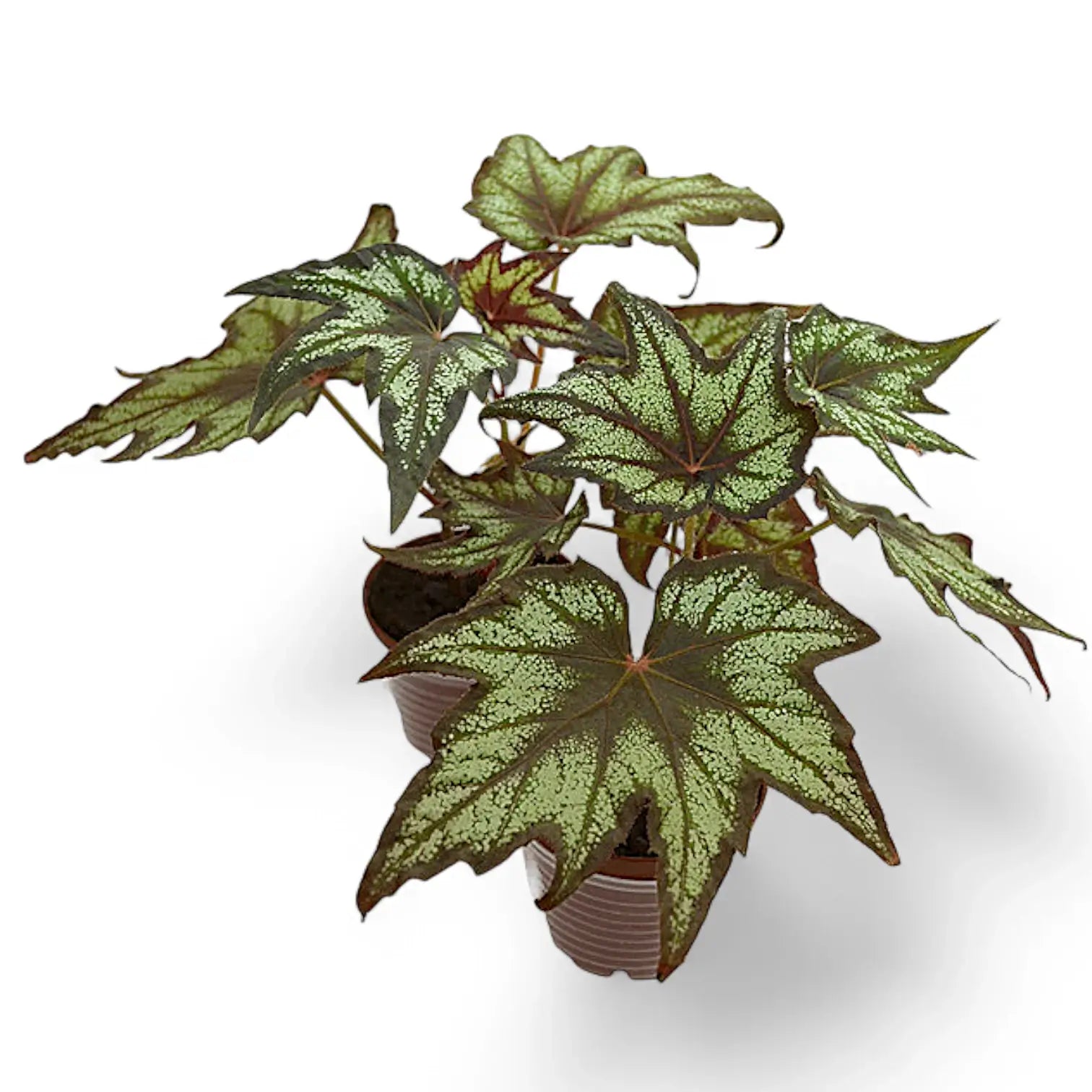 Begonia 'Little Brother Montgomery' Zimmerpflanze im Anzuchttopf vor weiĂźem Hintergrund, Produktfoto 2.