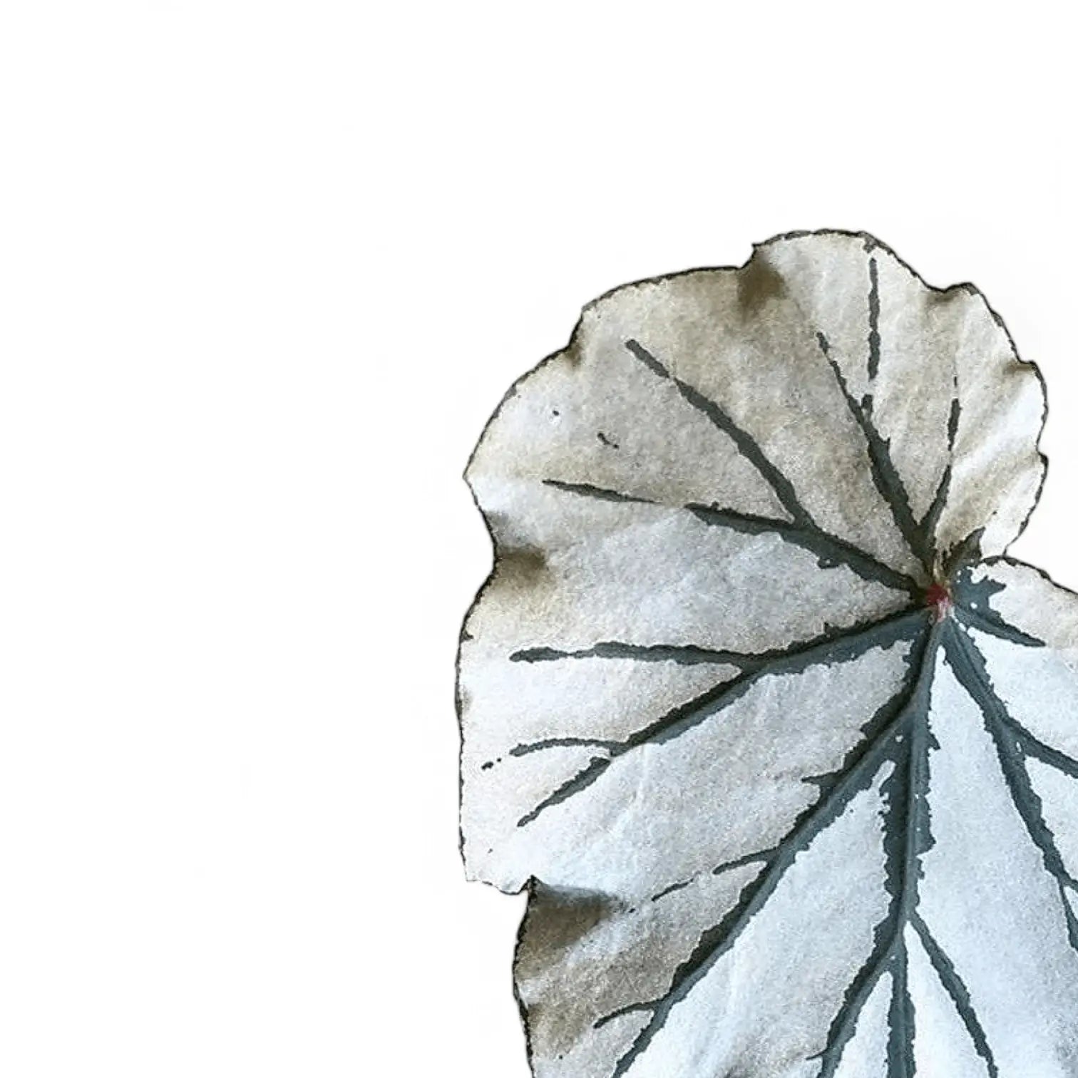 Begonia 'Looking Glass' – Blattdetail vor weißem Hintergrund..