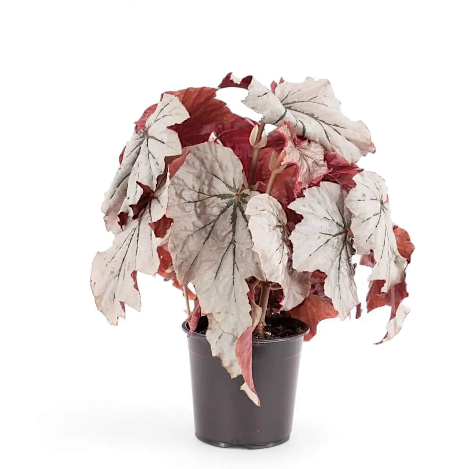 Begonia 'Looking Glass' Zimmerpflanze im Anzuchttopf vor weißem Hintergrund, Produktfoto 3.