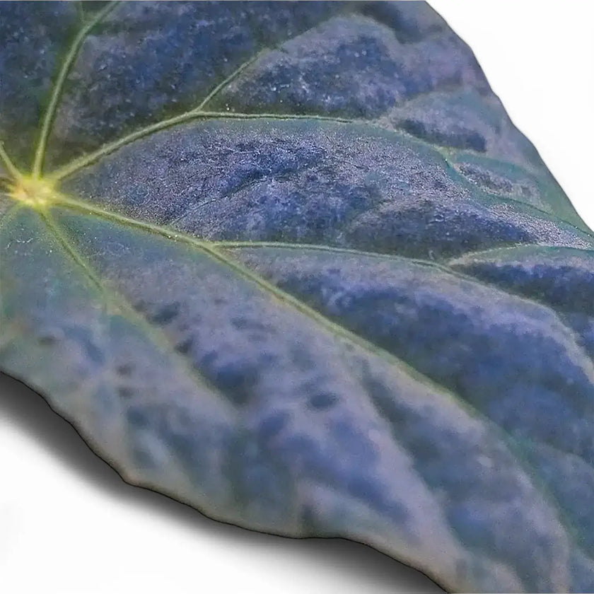 Begonia Pavonina leaf close-up on white background.