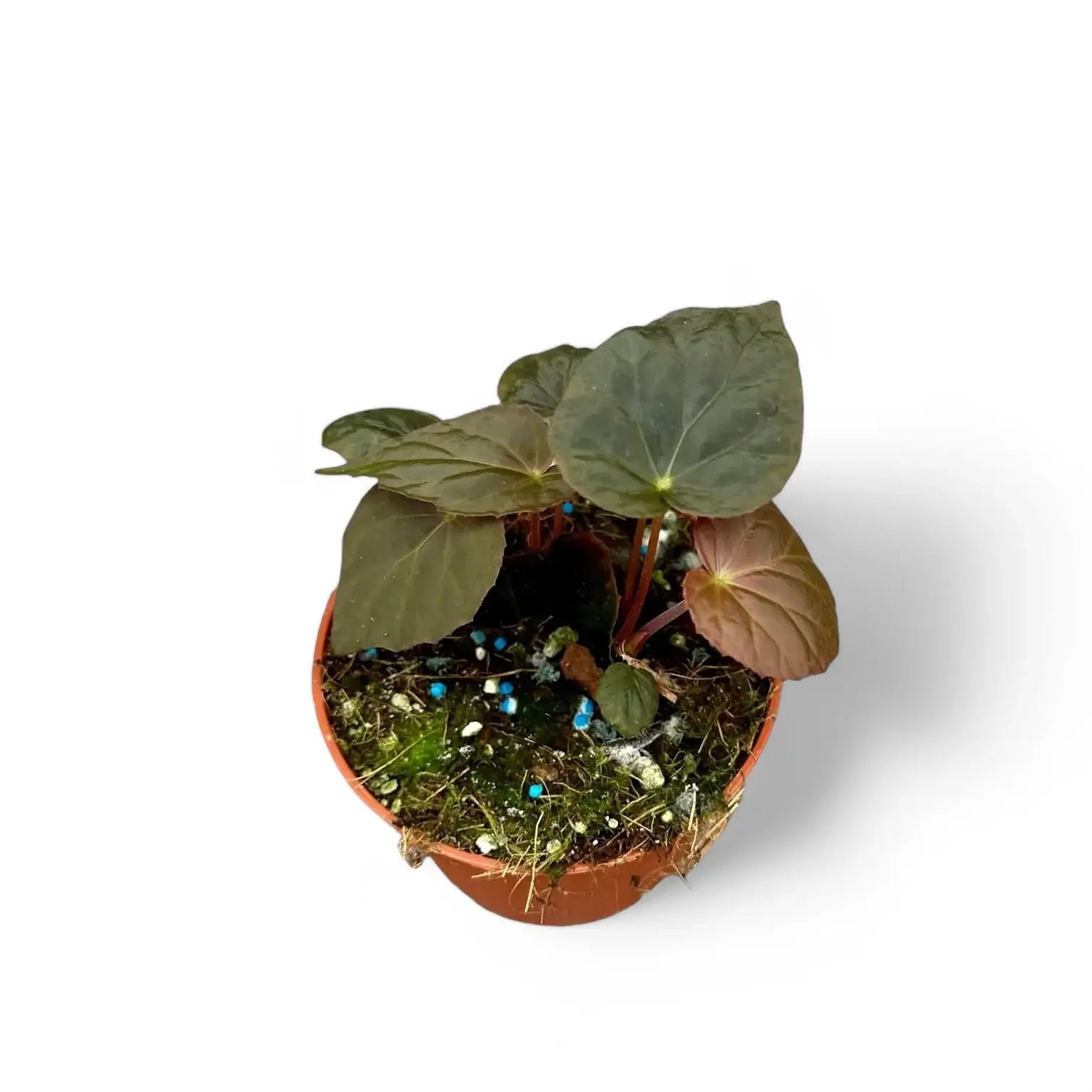 Begonia Pavonina Zimmerpflanze im Anzuchttopf vor weiĂźem Hintergrund, Produktfoto 2.