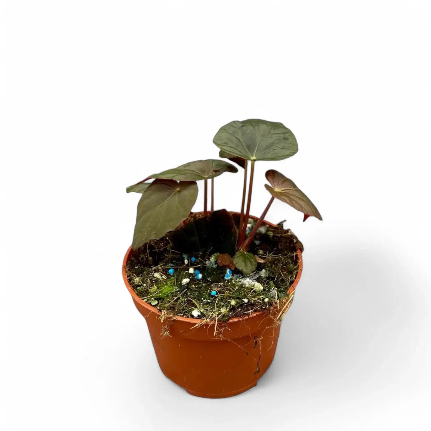 Begonia Pavonina Zimmerpflanze im Anzuchttopf vor weiĂźem Hintergrund, Produktfoto 3.