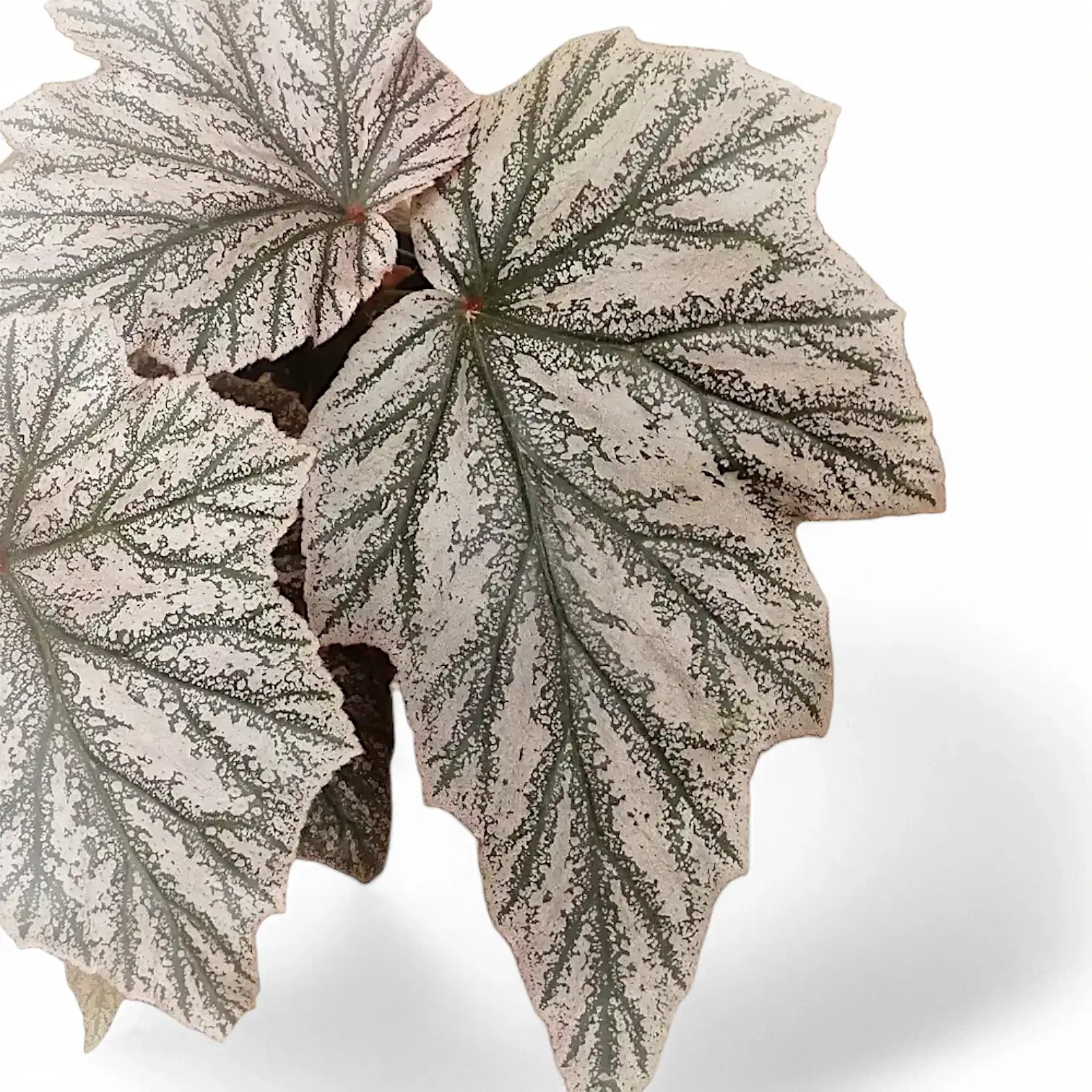 Begonia 'Pink Minx' – Blattdetail vor weißem Hintergrund..