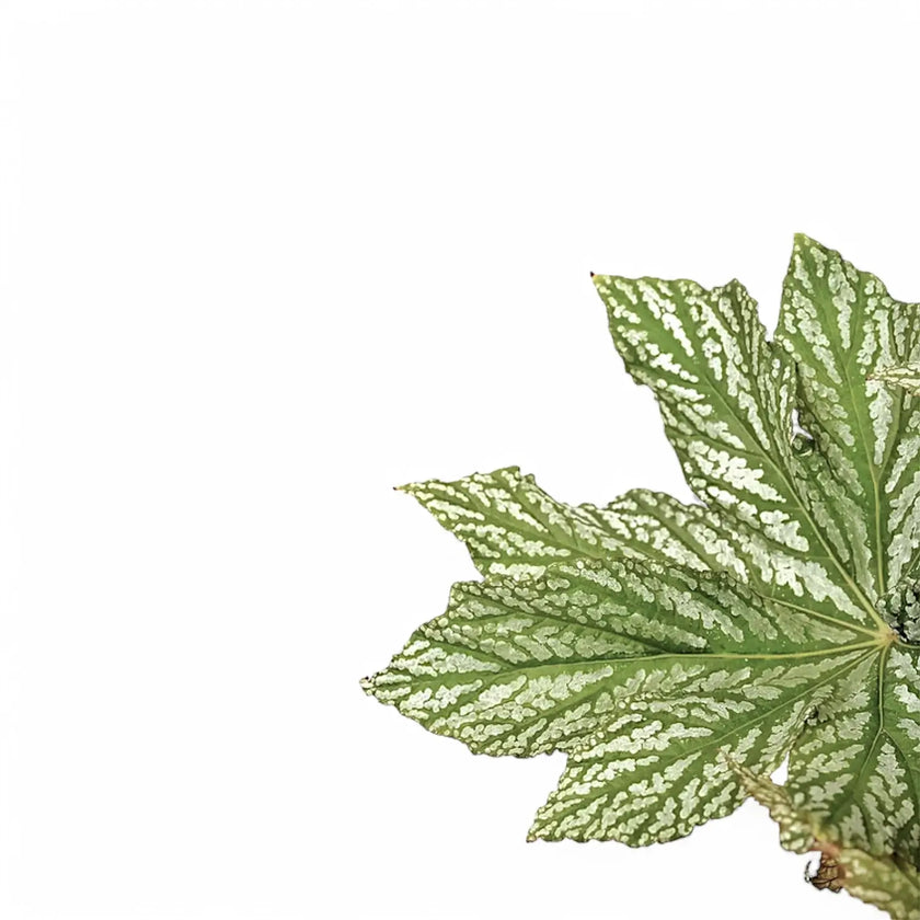 Begonia 'Silver Maples' leaf close-up on white background.