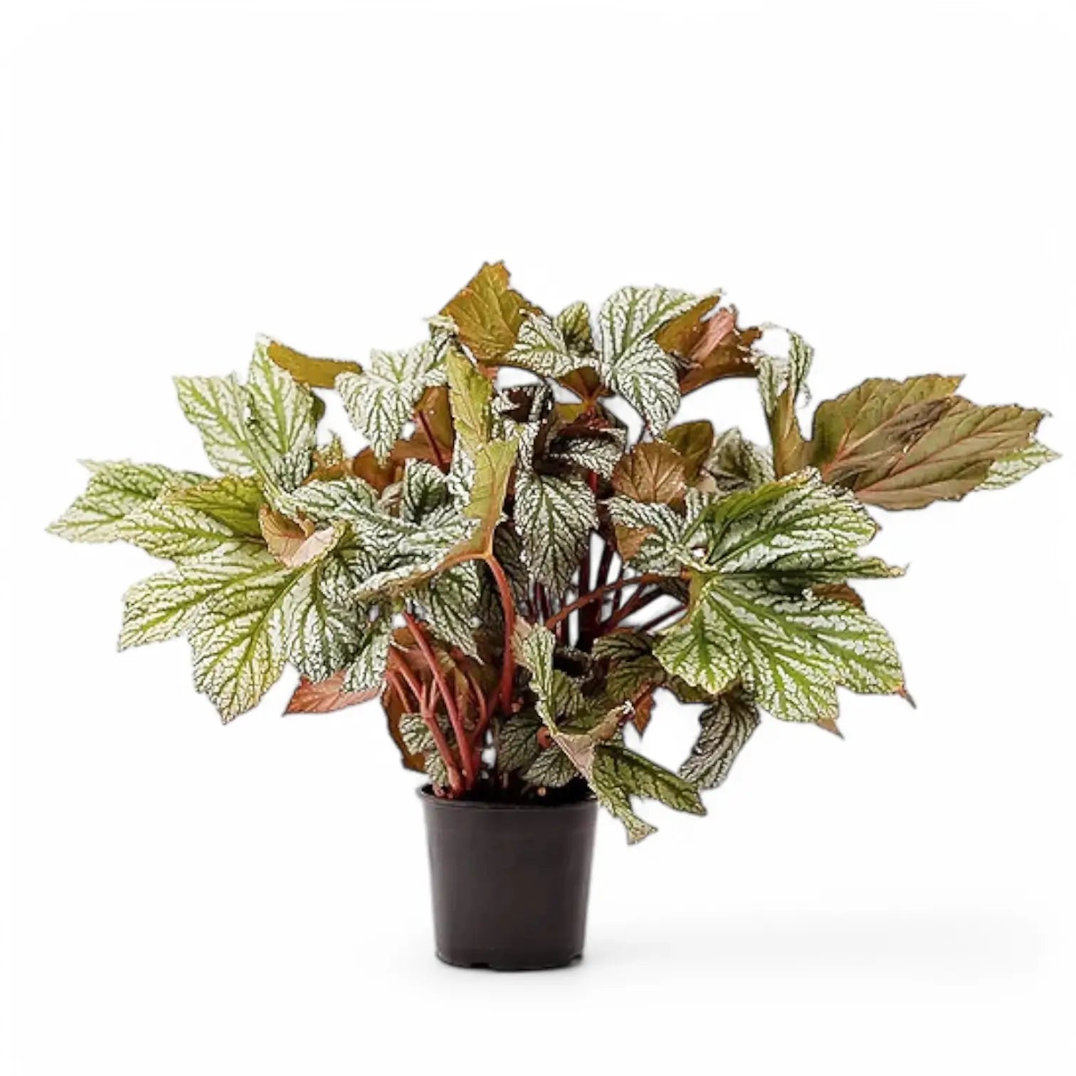 Begonia 'Silver Maples' Zimmerpflanze im Anzuchttopf vor weiĂźem Hintergrund, Produktfoto 2.