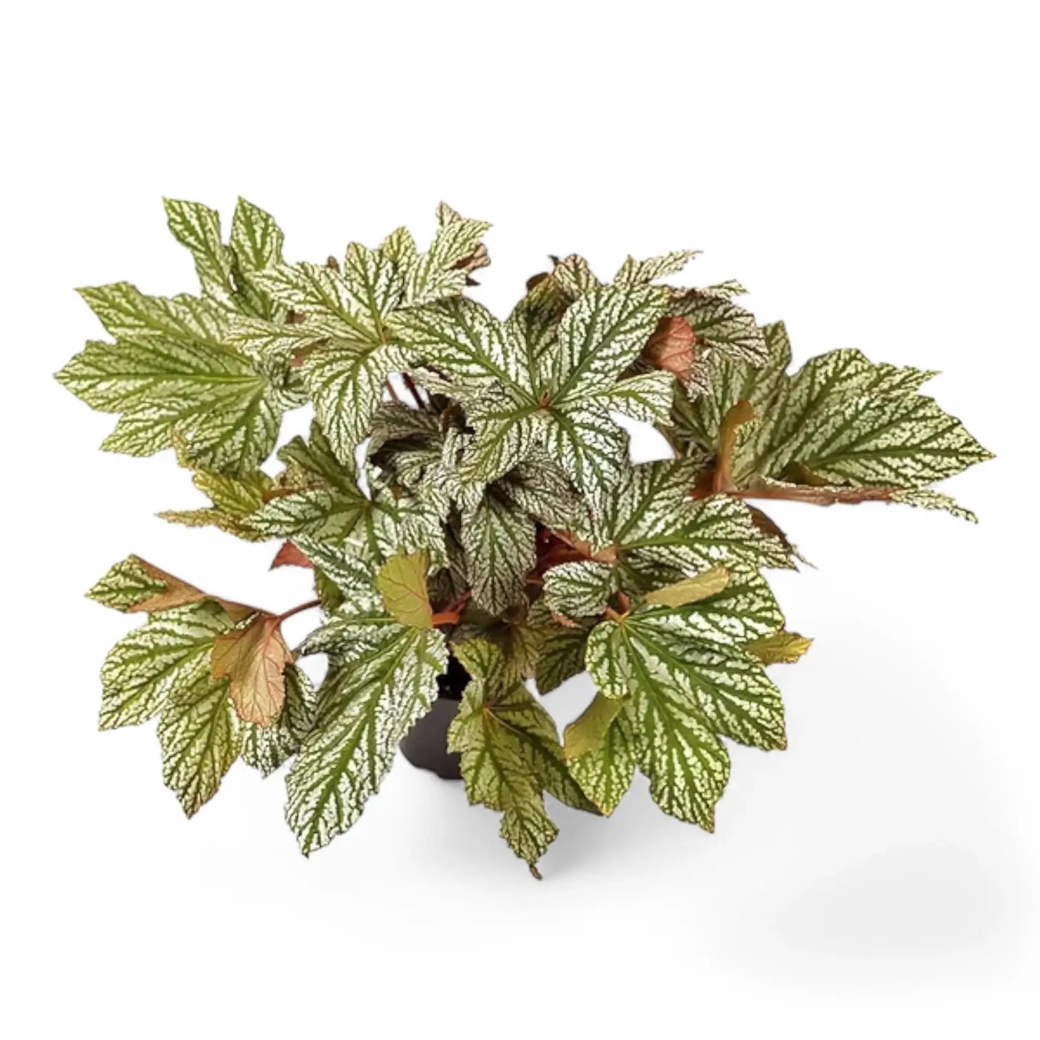 Begonia 'Silver Maples' Zimmerpflanze im Anzuchttopf vor weiĂźem Hintergrund, Produktfoto 3.