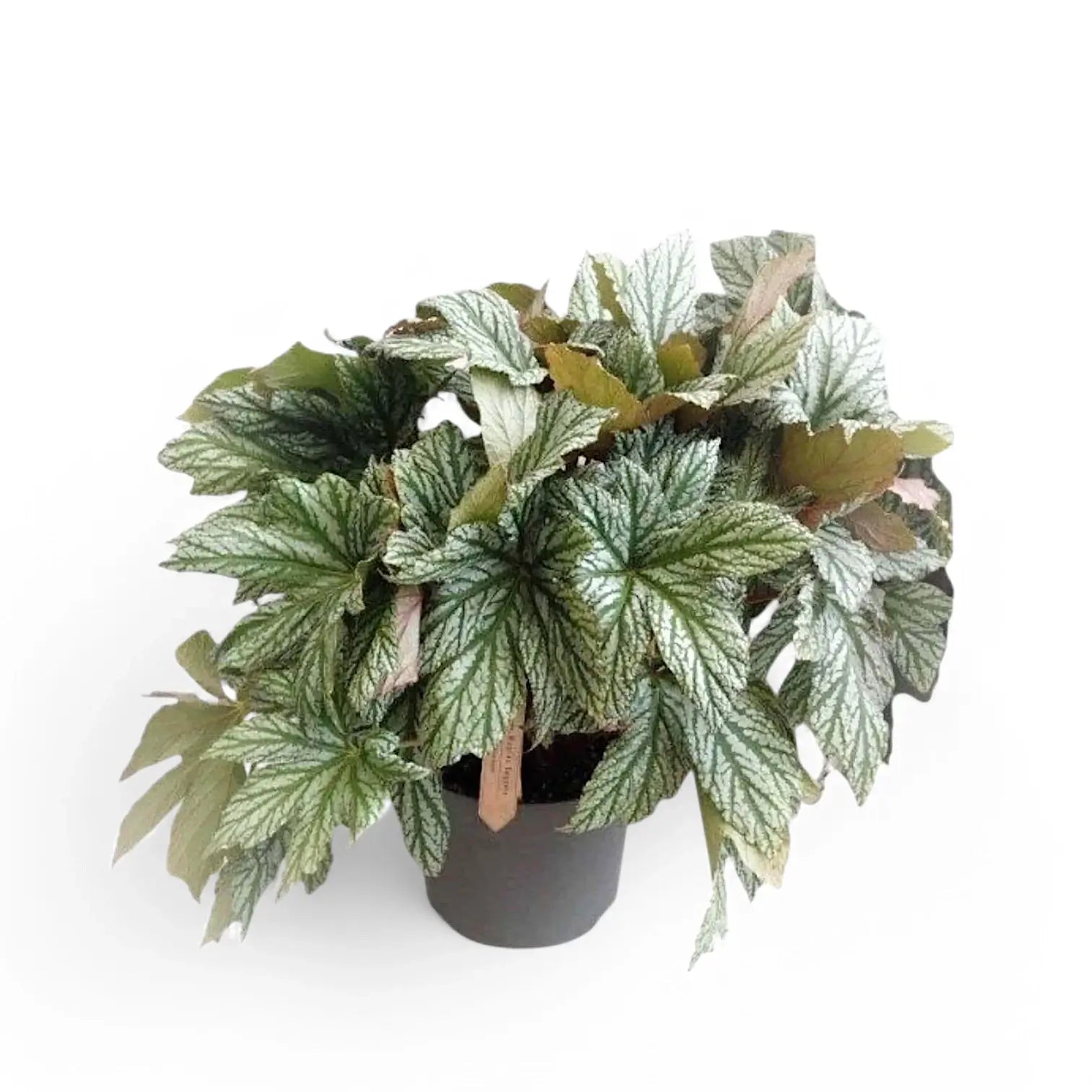 Begonia 'Silver Maples' Zimmerpflanze im Anzuchttopf vor weiĂźem Hintergrund, Produktfoto 4.