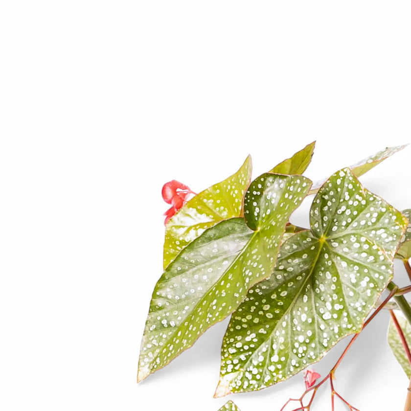 Begonia 'Snow Capped' leaf close-up on white background.