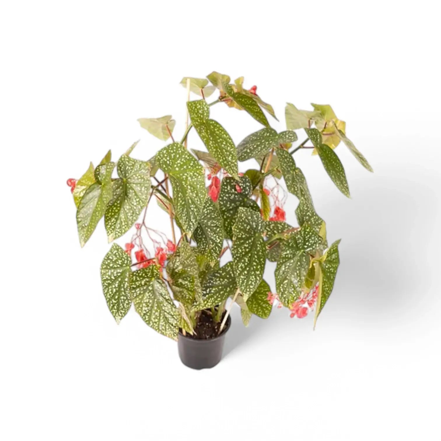 Begonia 'Snow Capped' Zimmerpflanze im Anzuchttopf vor weißem Hintergrund, Produktfoto 3.