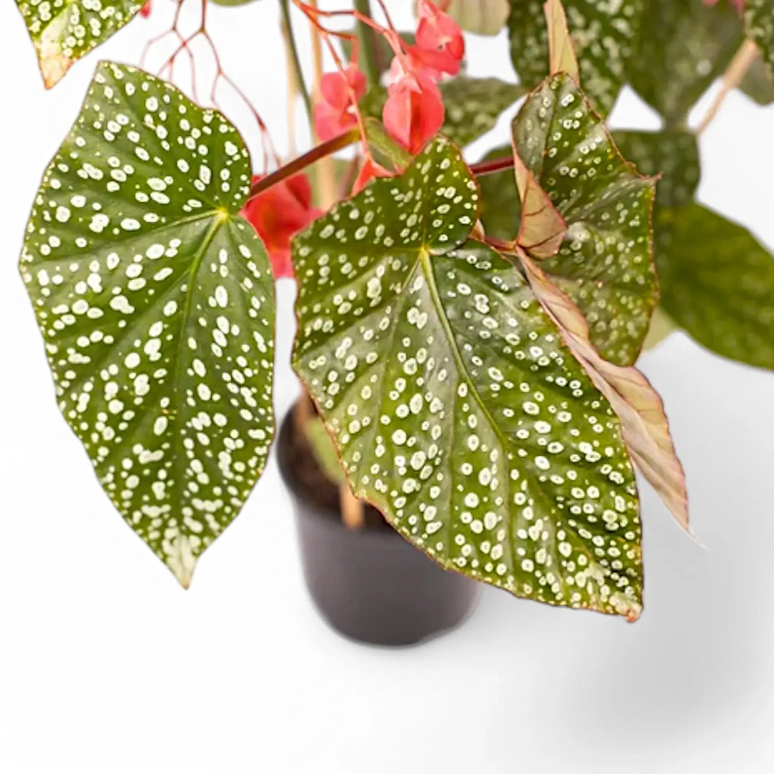 Begonia 'Snow Capped' Zimmerpflanze im Anzuchttopf vor weißem Hintergrund, Produktfoto 4.