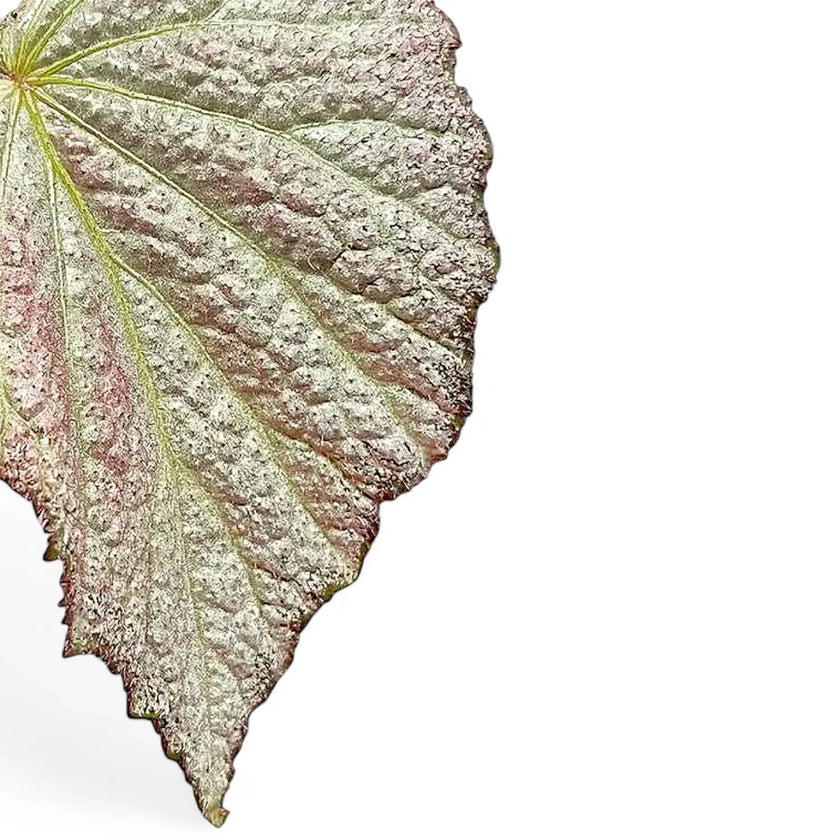 Begonia 'Two Face' leaf close-up on white background.