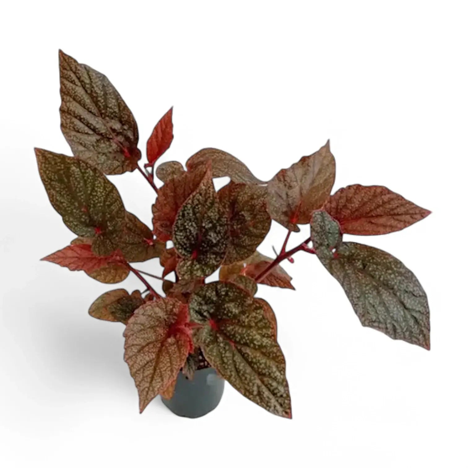 Begonia U062 potted houseplant in nursery pot on white background, product photo 2.