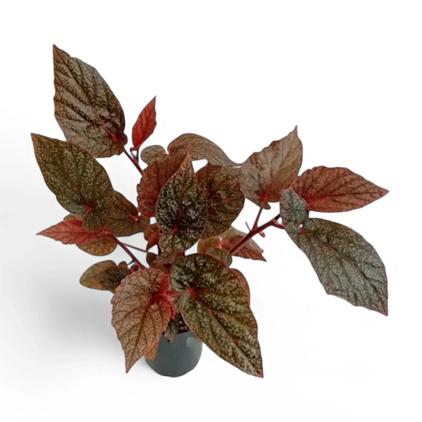 Begonia U062 potted houseplant in nursery pot on white background, product photo 2.