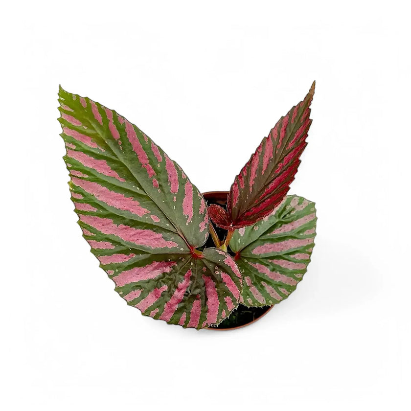 Begonia brevirimosa subsp. exotica potted houseplant in nursery pot on white background, product photo 2.