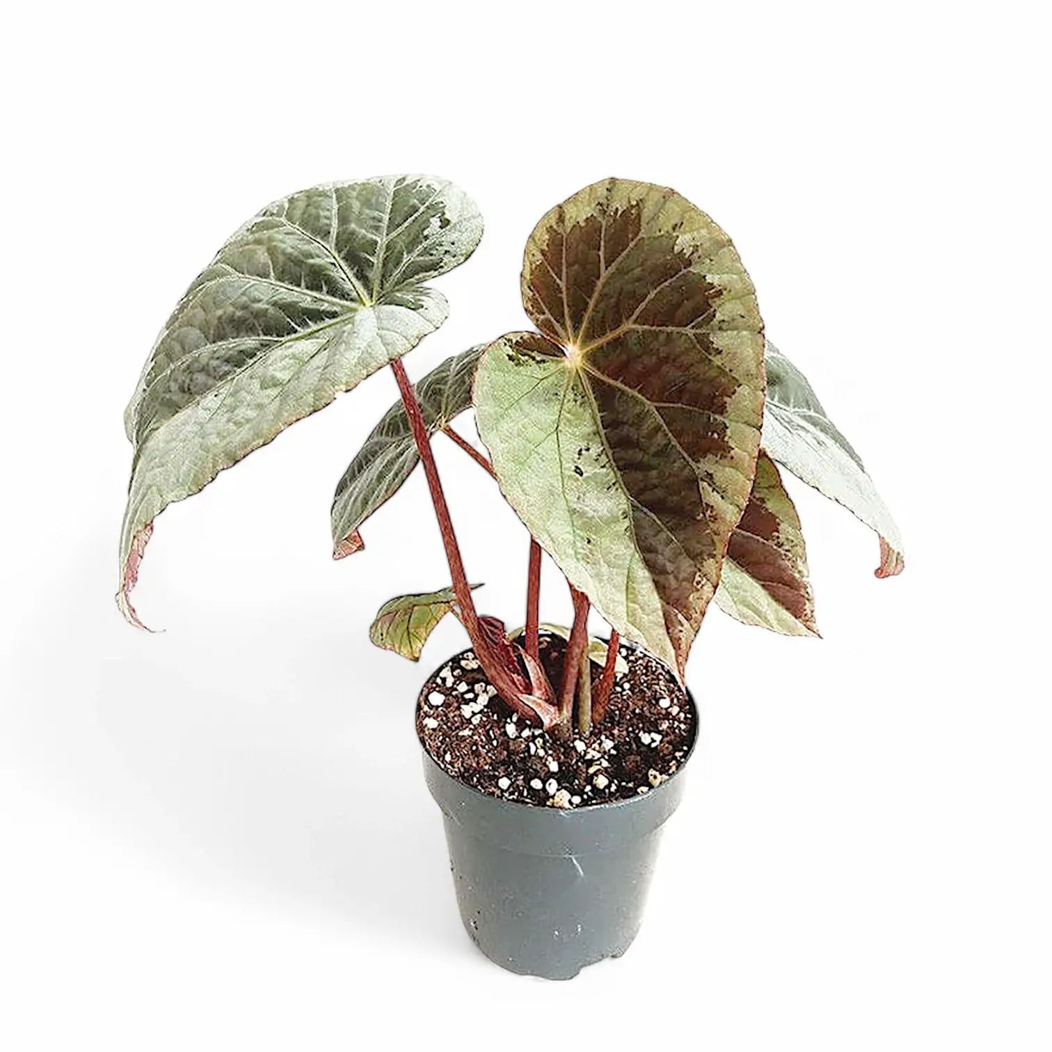 Begonia burkillii 'Silver Edge' Zimmerpflanze im Anzuchttopf vor weißem Hintergrund, Produktfoto 2.